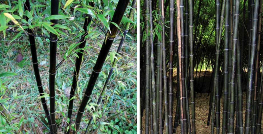 phyllostachys_n-img-3