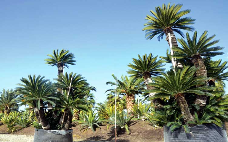 cycas_r-img-1