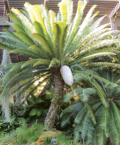 dioon-img-3