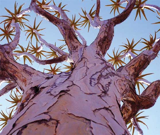 aloe_d-img-6