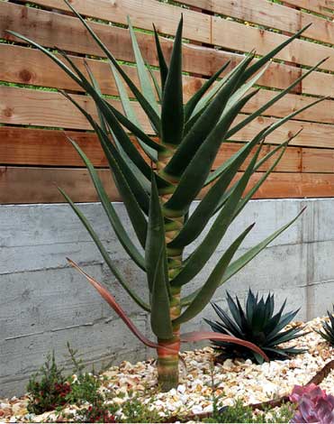 aloe_h-img-2