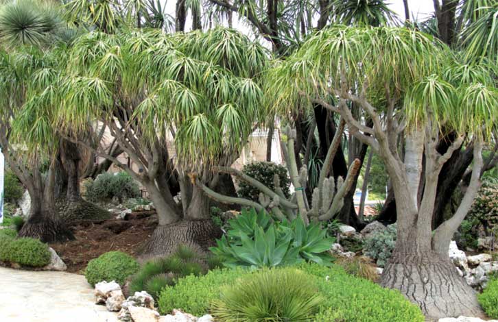 beaucarnea_rn-img-1