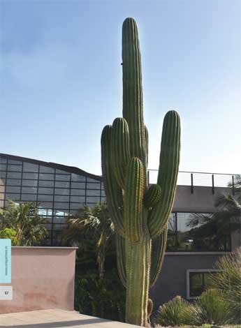 carnegiea_g-img-1