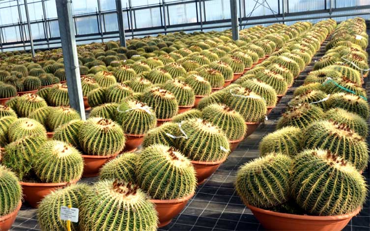 e-cactus_g-img-2