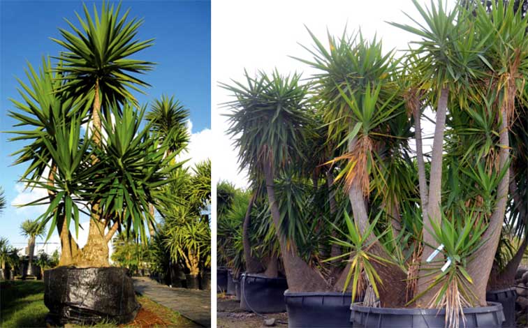 yucca_e-img-1