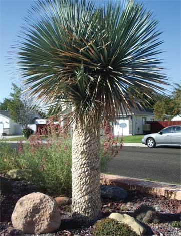 yucca_r-img-1