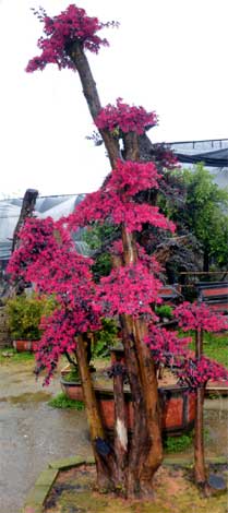 loropet-img-3