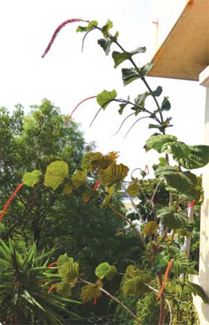 coccoloba_r-img-3