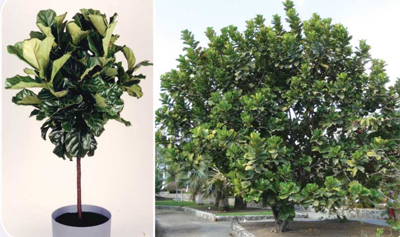 ficus_l-img-1