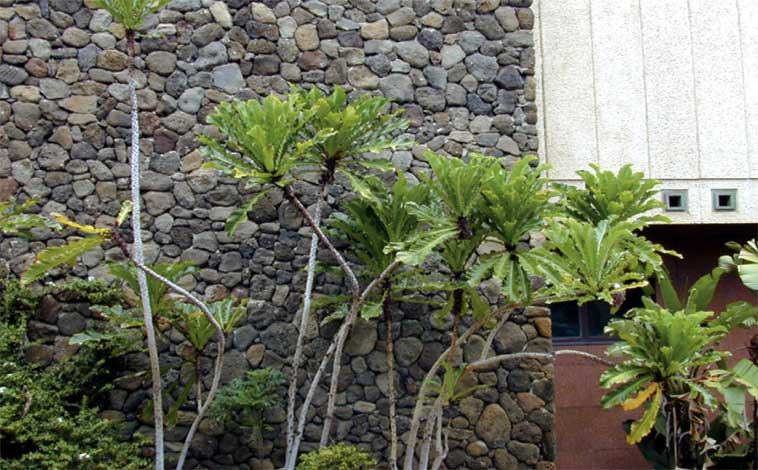 ficus_p-img-1
