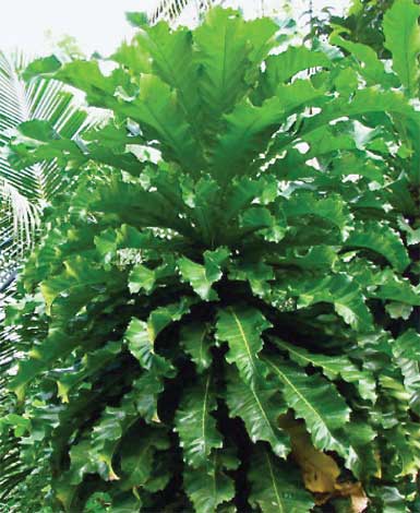ficus_p-img-2