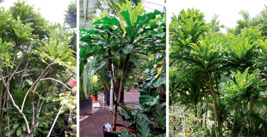 ficus_p-img-3
