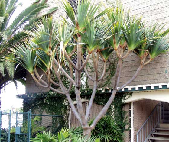 pandanus_u-img-6