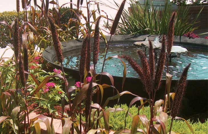 pennisetum_g-img-1