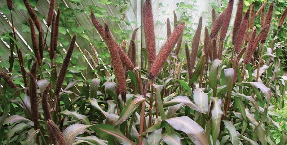pennisetum_g-img-3