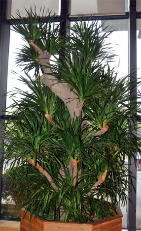 dracaena_i-img-5