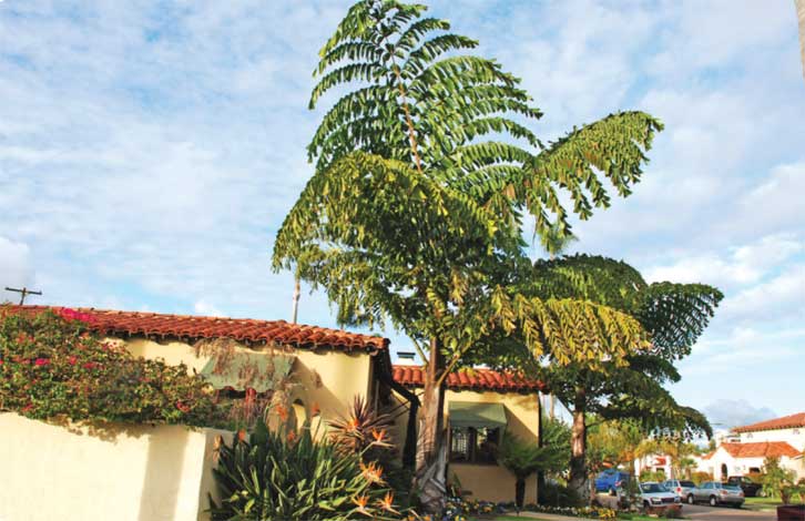 caryota-img-1