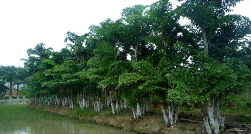 caryota_m-img-2
