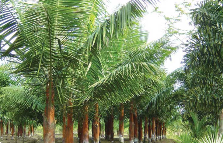 dypsis-img-1