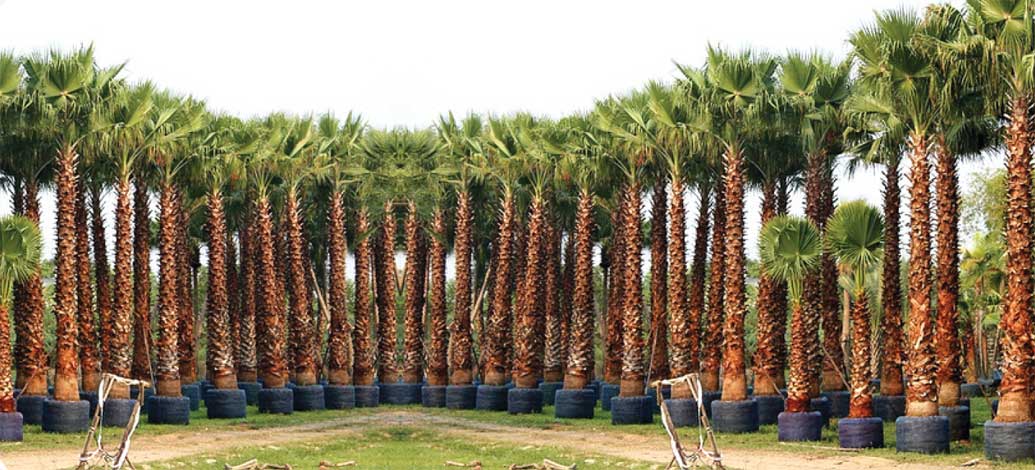 washingtonia_r-img-2