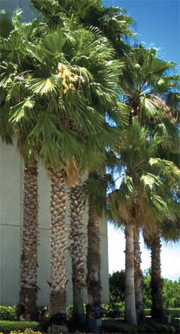washingtonia_r-img-3