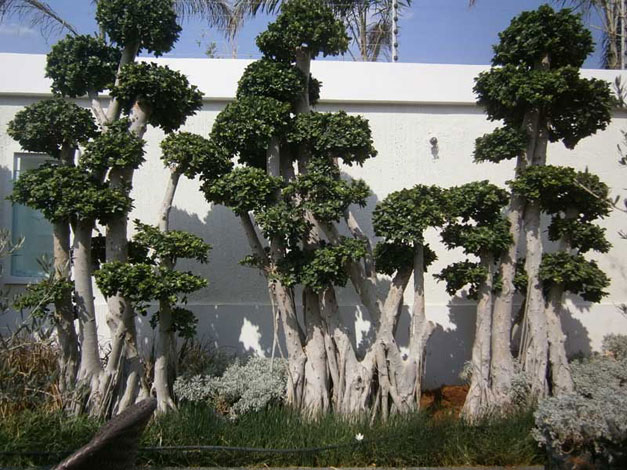 Demo image