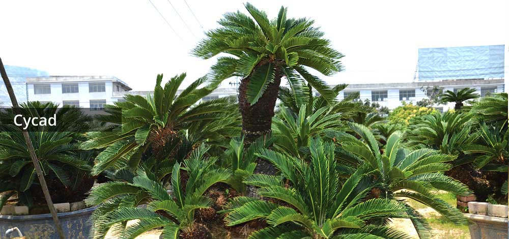 cycad image