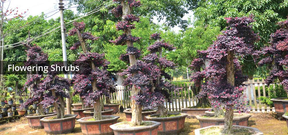 flowering shrubs image