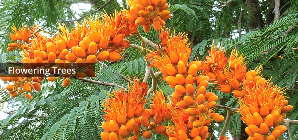 flowering trees image