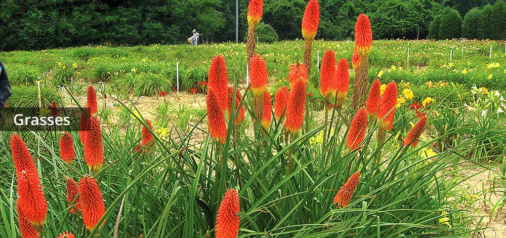 grasses image