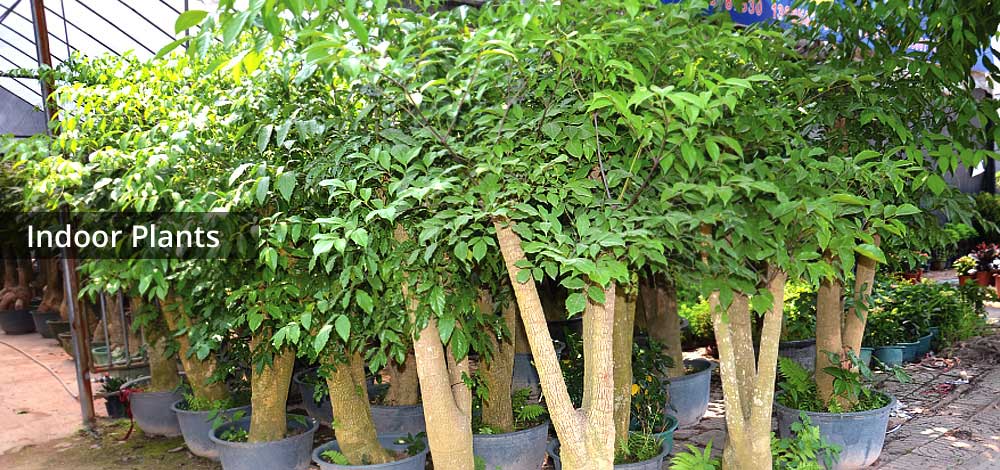 indoor plants image