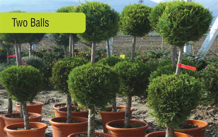 cupressus-img-2