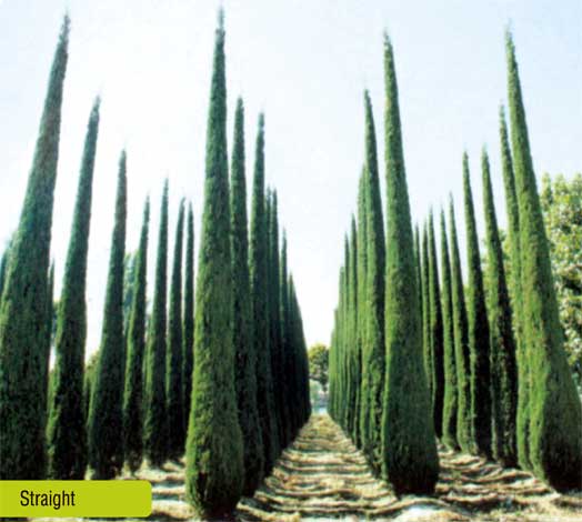 cupressus-img-9
