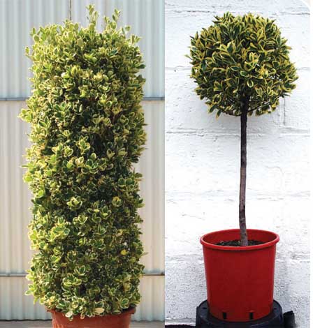 euonymus-img-6