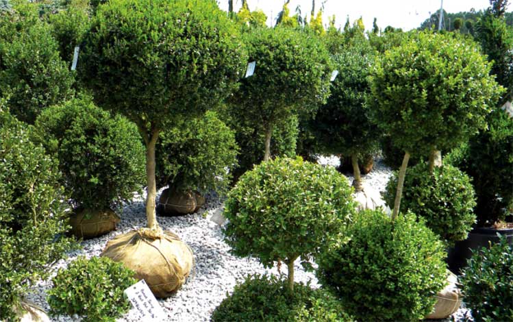 ficus-img-1