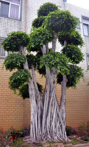 ficus-img-11