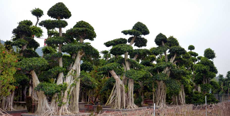 ficus-img-12