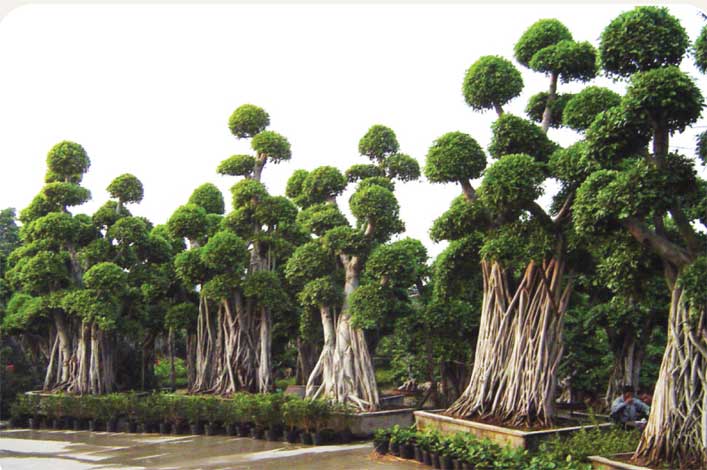 ficus-img-13