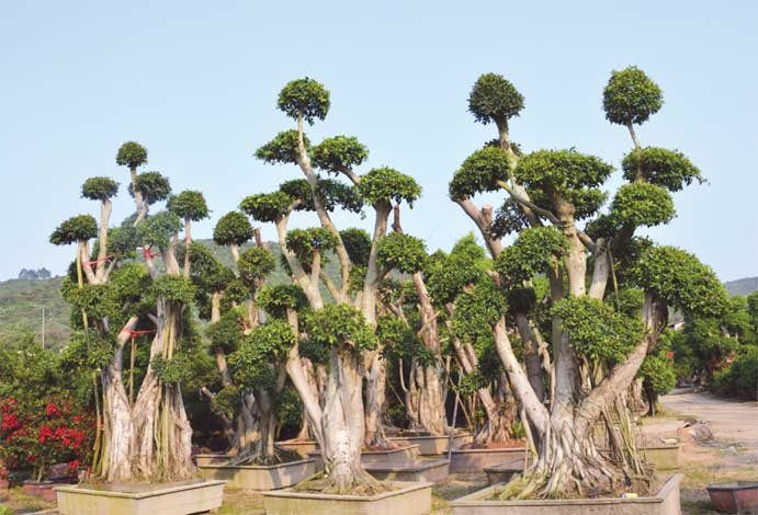 ficus-img-14