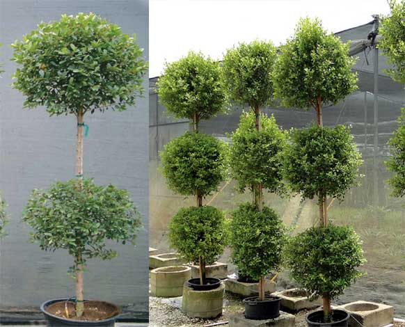 ficus-img-3