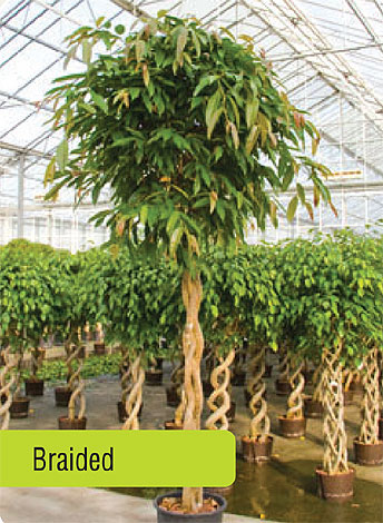 ficus-img-5