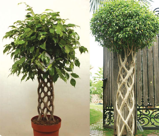 ficus-img-6