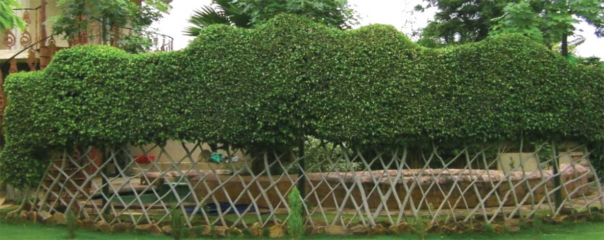 ficus-img-9