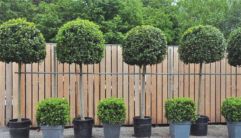 laurus-img-1