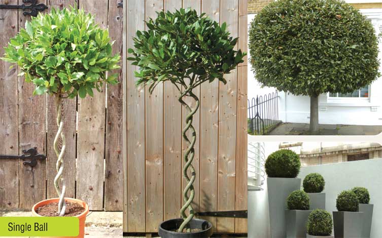 laurus-img-2