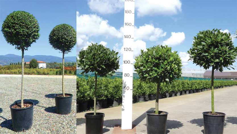 laurus-img-3