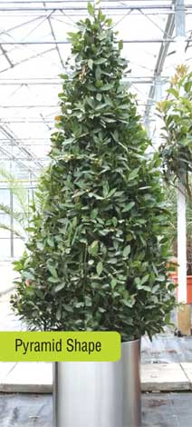 laurus-img-4