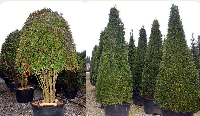laurus-img-5