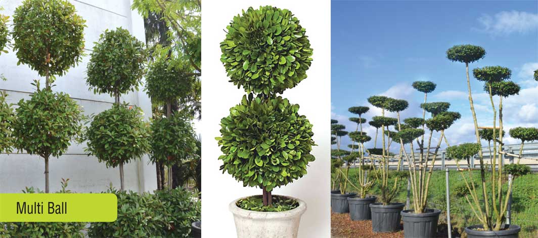 laurus-img-8
