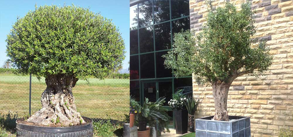 olive-img-1